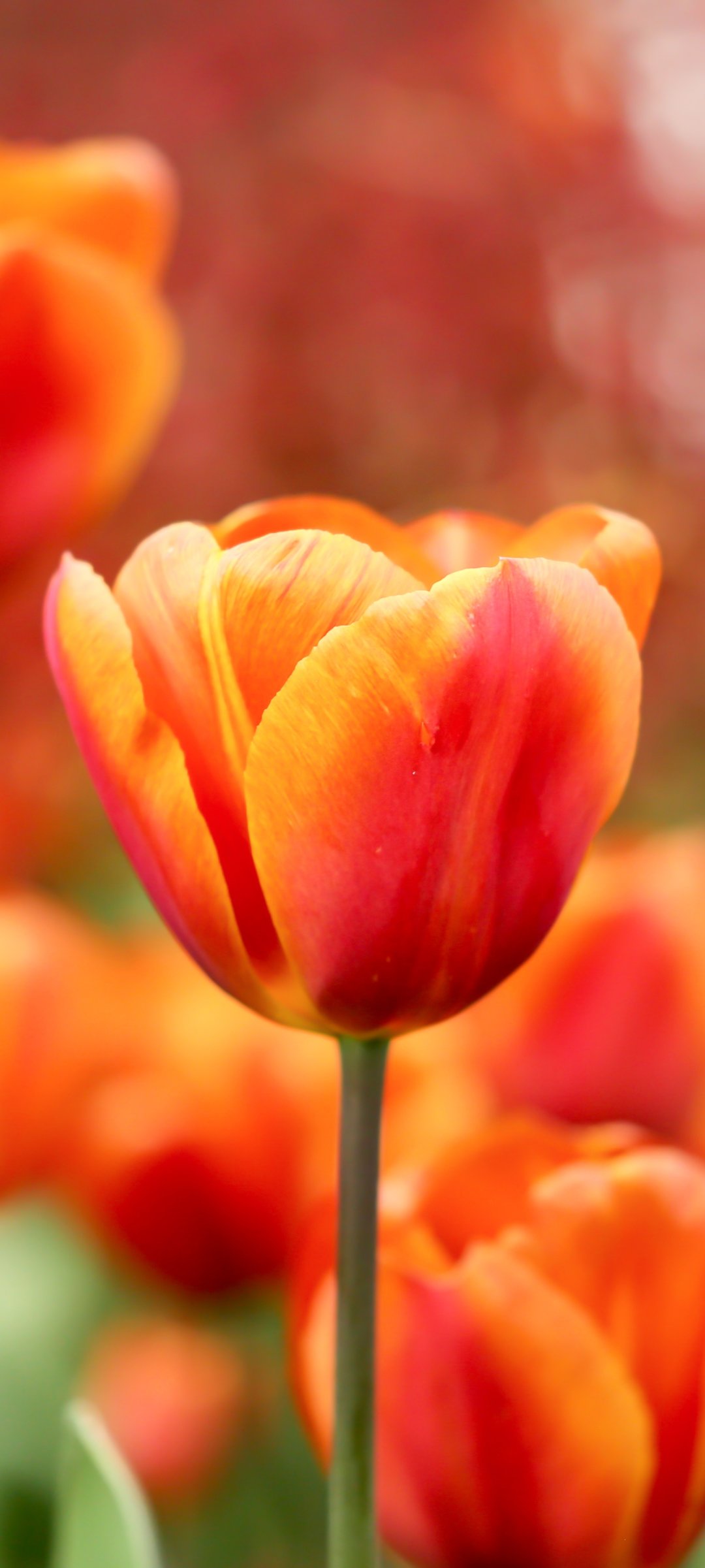 Red Tulips in Spring Garden - Wallpapers for Samsung Galaxy M55, POCO M4/X4/X5, Xiaomi Redmi 12/13/Note 13/Note 14/Note 14S in 1080x2400 resolution