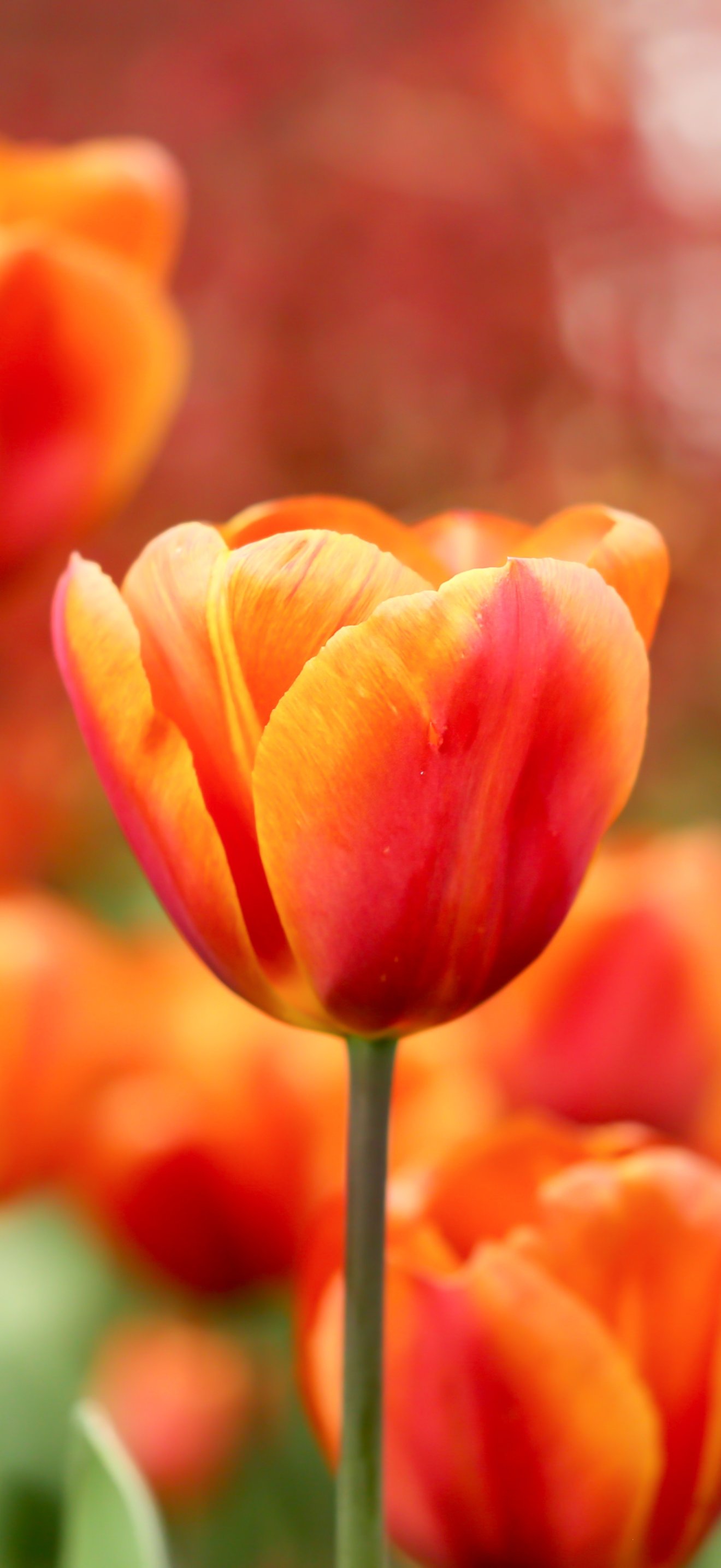 Red Tulips in Spring Garden - Wallpapers for iPhone 18 Pro Max/17 Pro Max/16 Pro Max in 1320x2868 resolution
