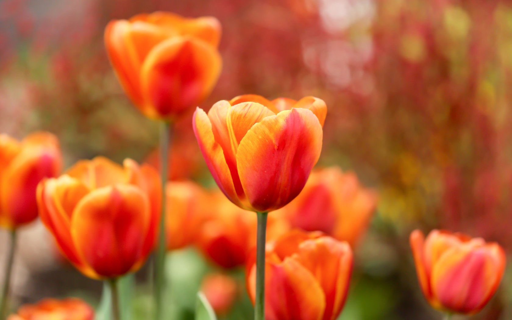 Red Tulips in Spring Garden - WSXGA+ wallpapers in 1680x1050 resolution