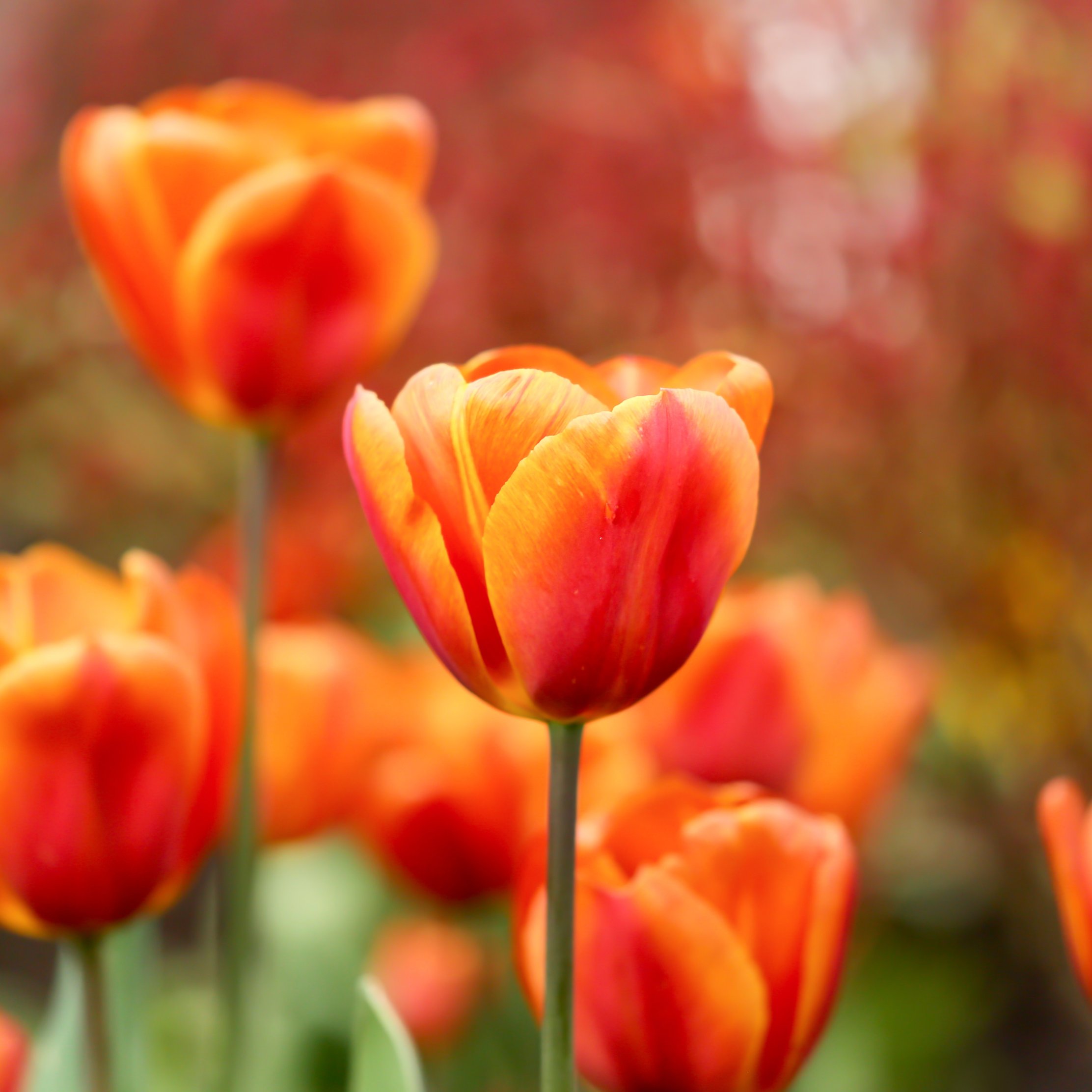 Red Tulips in Spring Garden - Wallpapers for iPad Pro 10.5″ in 2224x2224 resolution