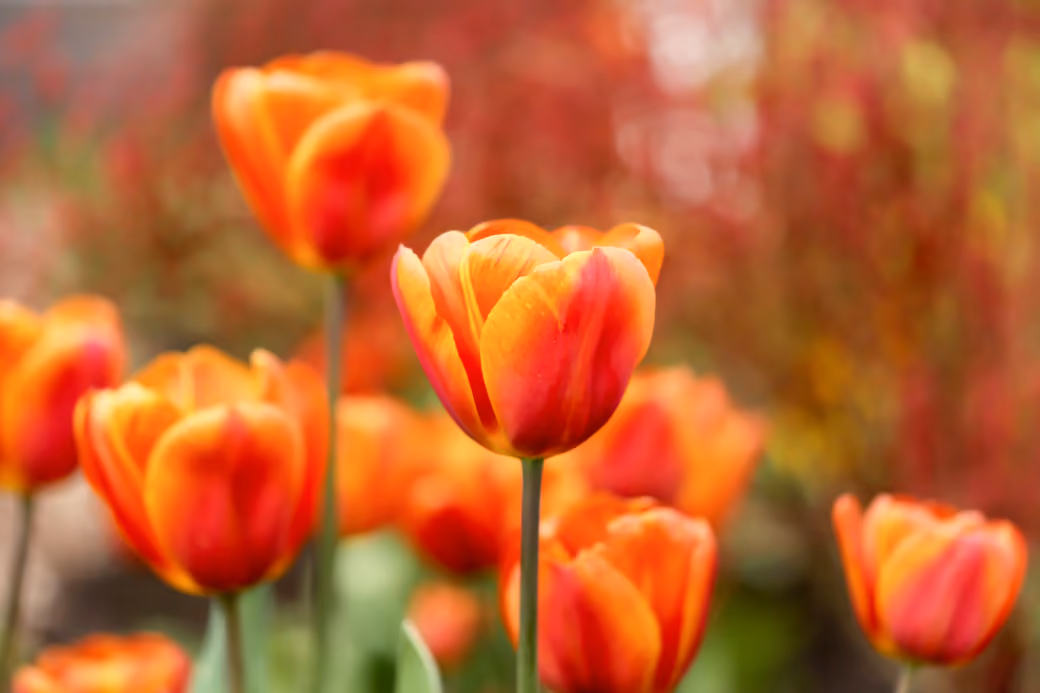 Red Tulips in Spring Garden — desktop and phone wallpaper, free download