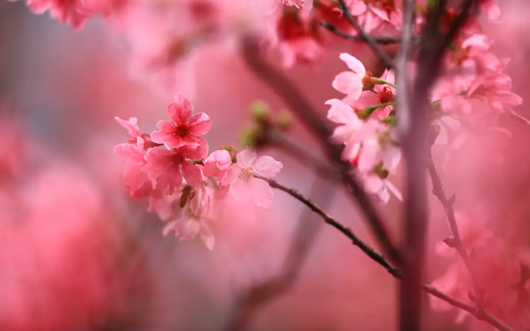 Pink Sakura Branch in Spring — desktop and phone wallpaper, free download