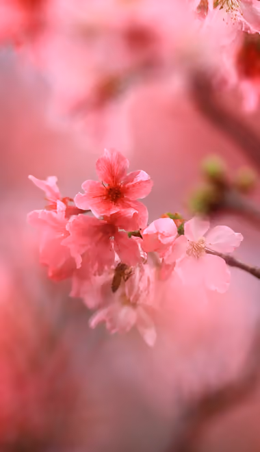 Nature wallpapers: sakura, spring, cherry blossoms, branch