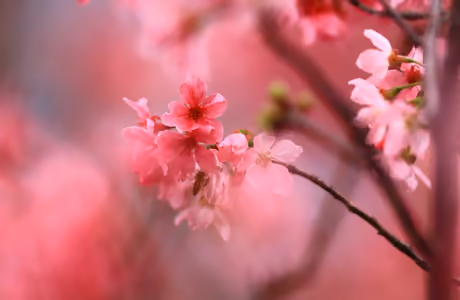 Nature wallpapers: sakura, spring, cherry blossoms, branch