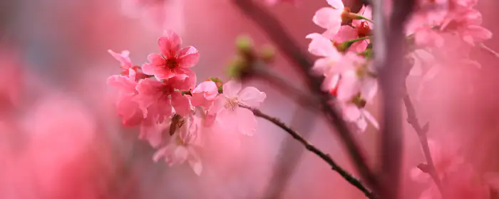Обои природа: сакура, весна, вишневые цветы, ветка