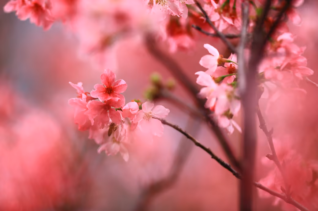 Pink Sakura Branch in Spring - XVGA wallpapers in 1024x768 resolution