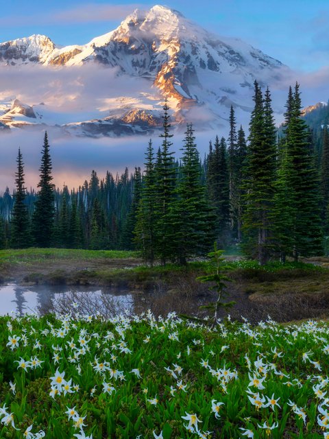 Mount Rainier Evening Cabin View - Wallpapers for HTC/BlackBerry in 480x640 resolution