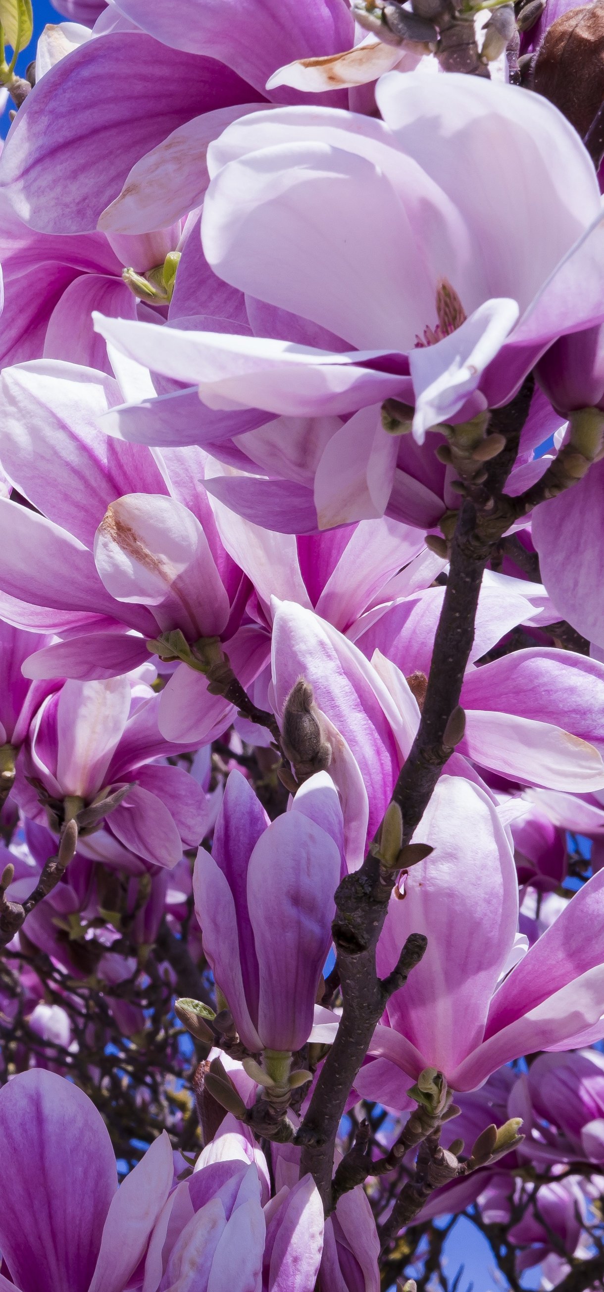 Pink Magnolia Blossom in Spring - Wallpapers for Xiaomi 17/17 Pro in 1220x2608 resolution
