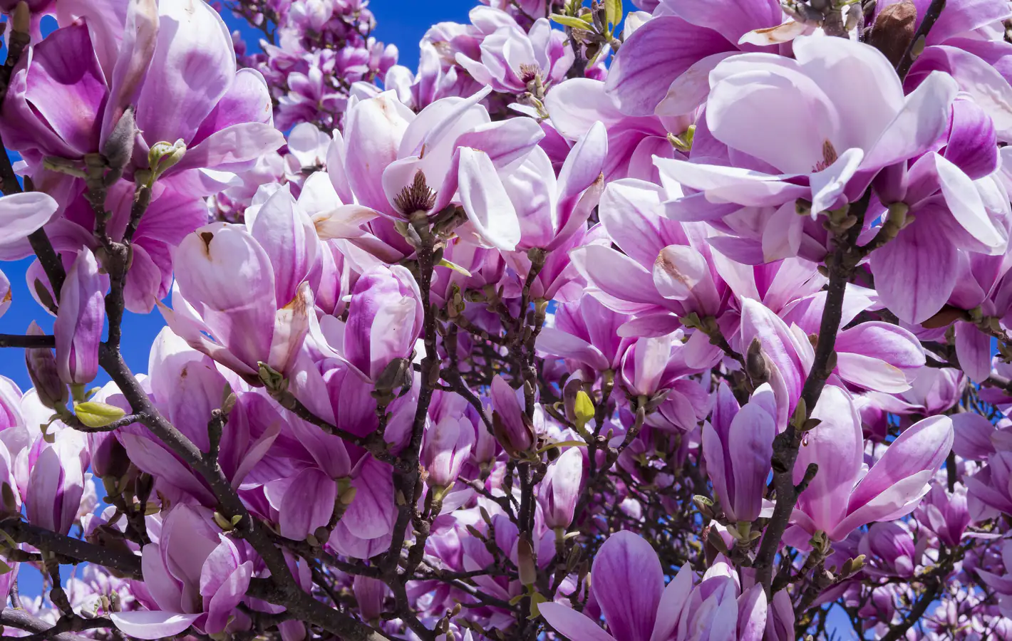 Pink Magnolia Blossom in Spring — desktop and phone wallpaper, free download
