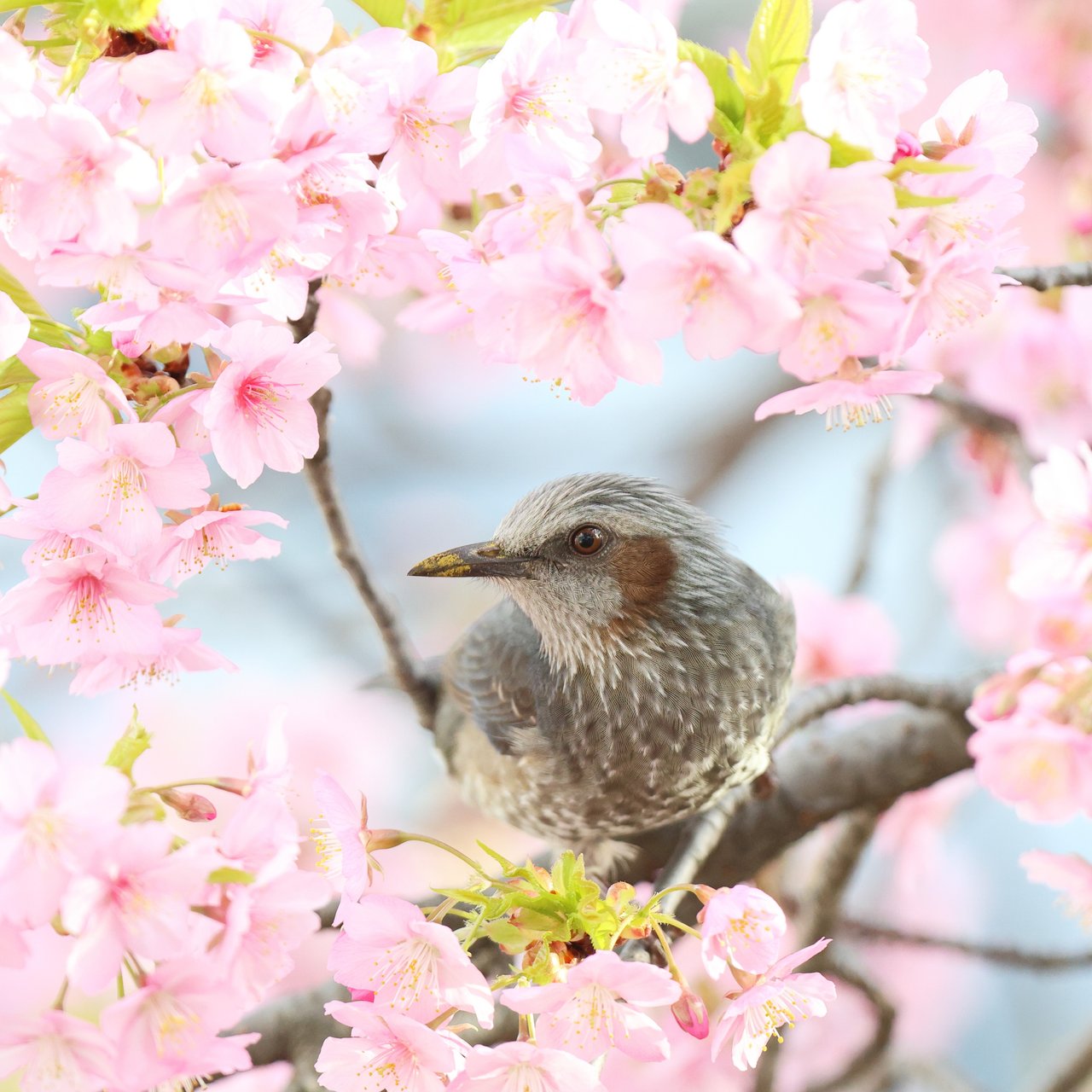 Russet-eared Bulbul in Sakura Bloom - Wallpapers for Lenovo, Huawei in 1280x1280 resolution