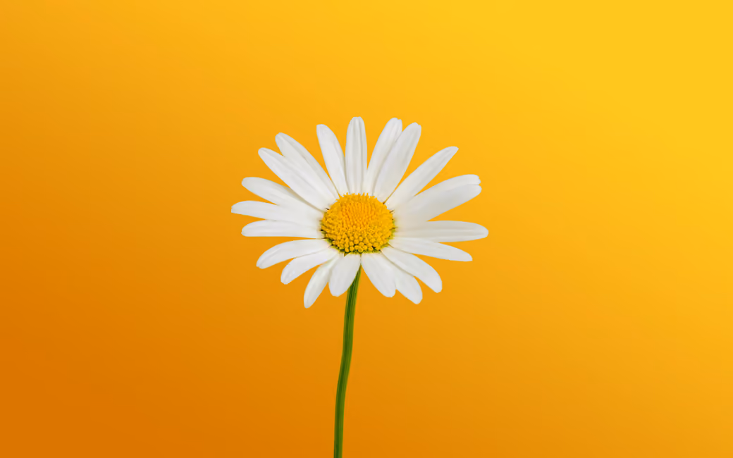 Minimalist Chamomile Blossom — desktop and phone wallpaper, free download