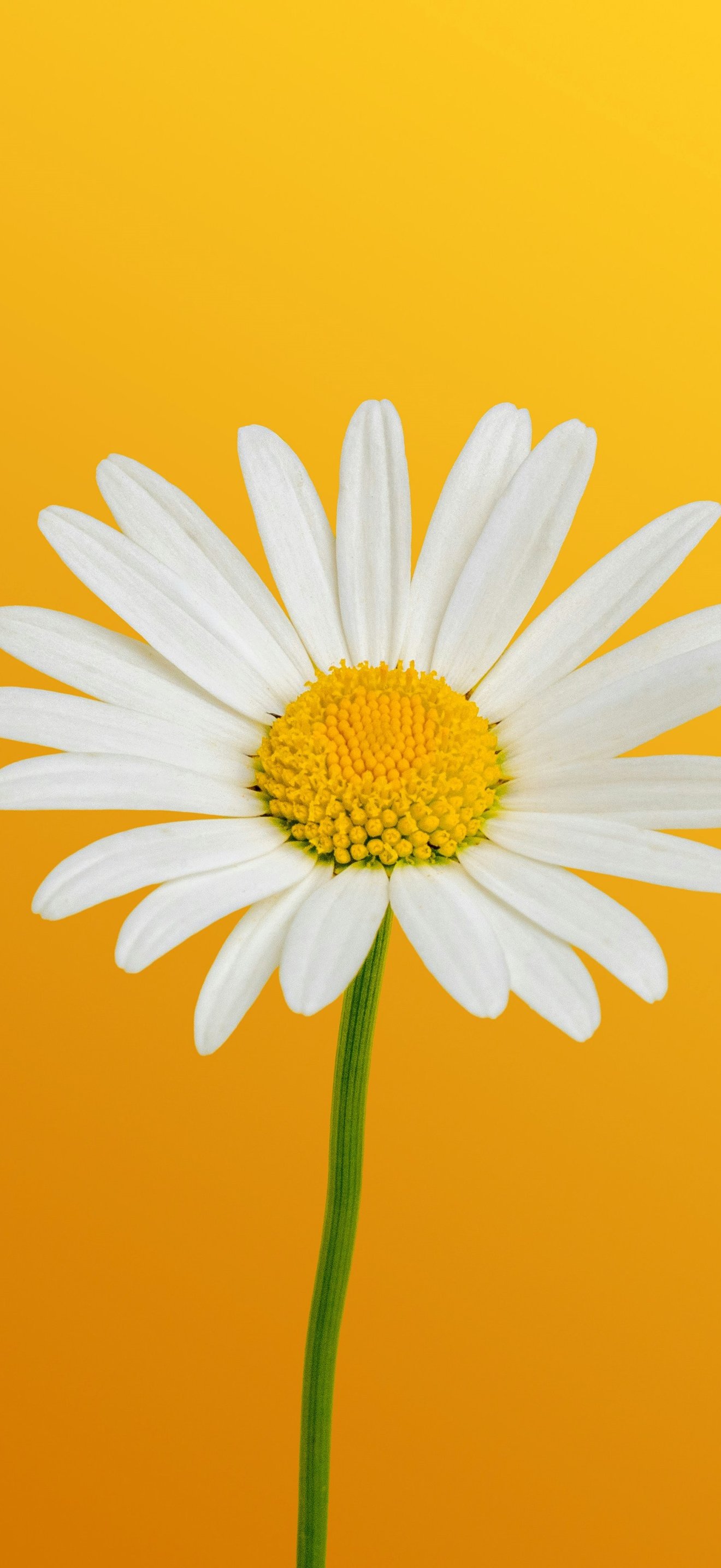 Minimalist Chamomile Blossom - Wallpapers for iPhone 18 Pro Max/17 Pro Max/16 Pro Max in 1320x2868 resolution