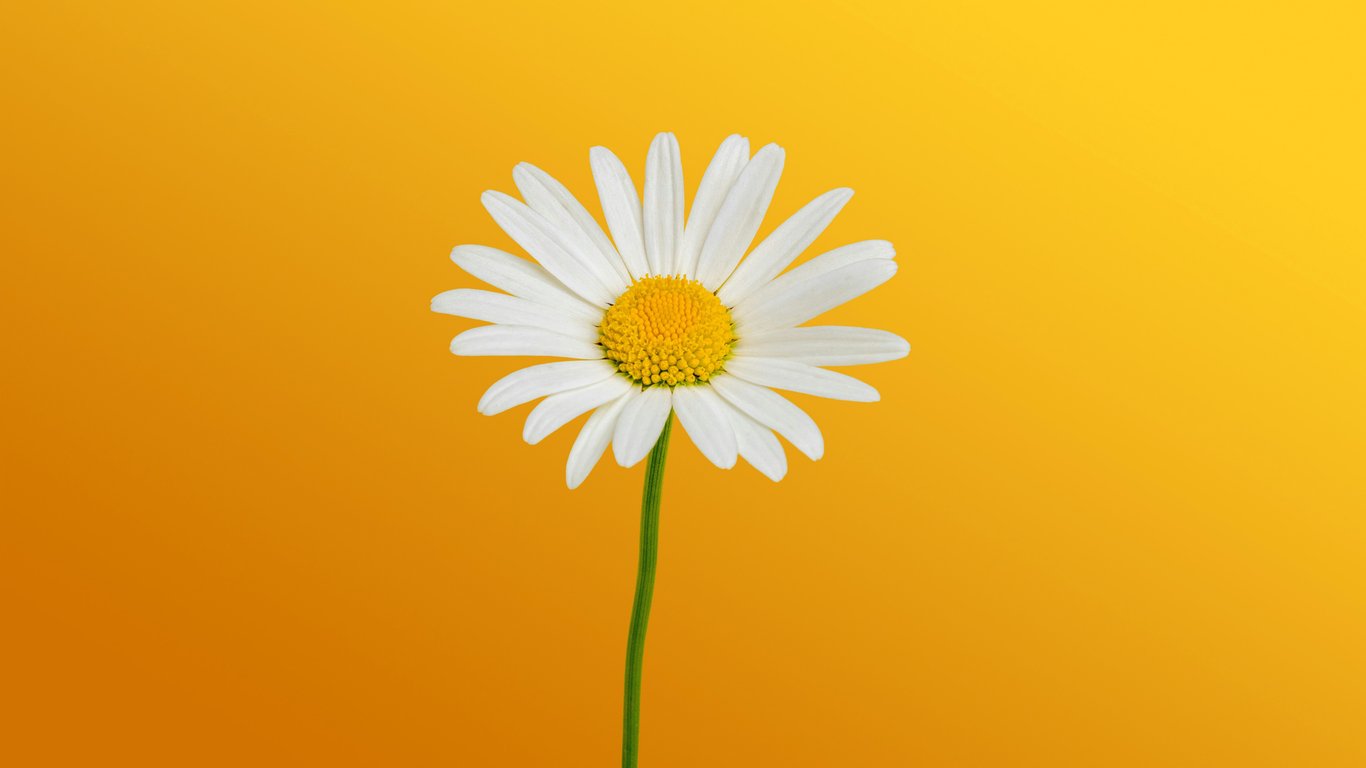 Minimalist Chamomile Blossom - Laptop Wallpapers in 1366x768 resolution
