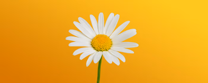 Nature wallpapers: minimalism, chamomiles, flowers, petals