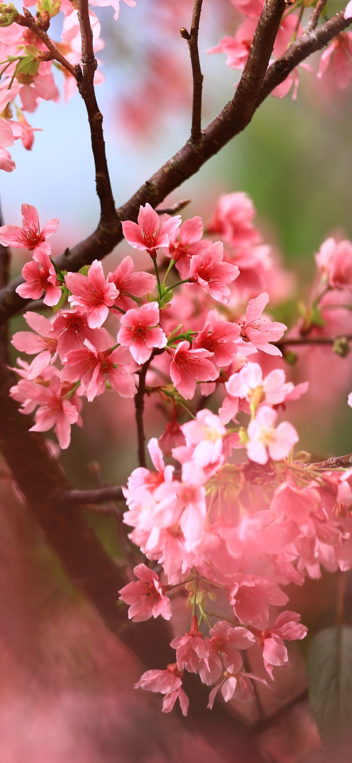Spring Sakura Blossom Close-Up - Wallpapers for iPhone 12 Pro/13 Pro/14 in 1170x2532 resolution