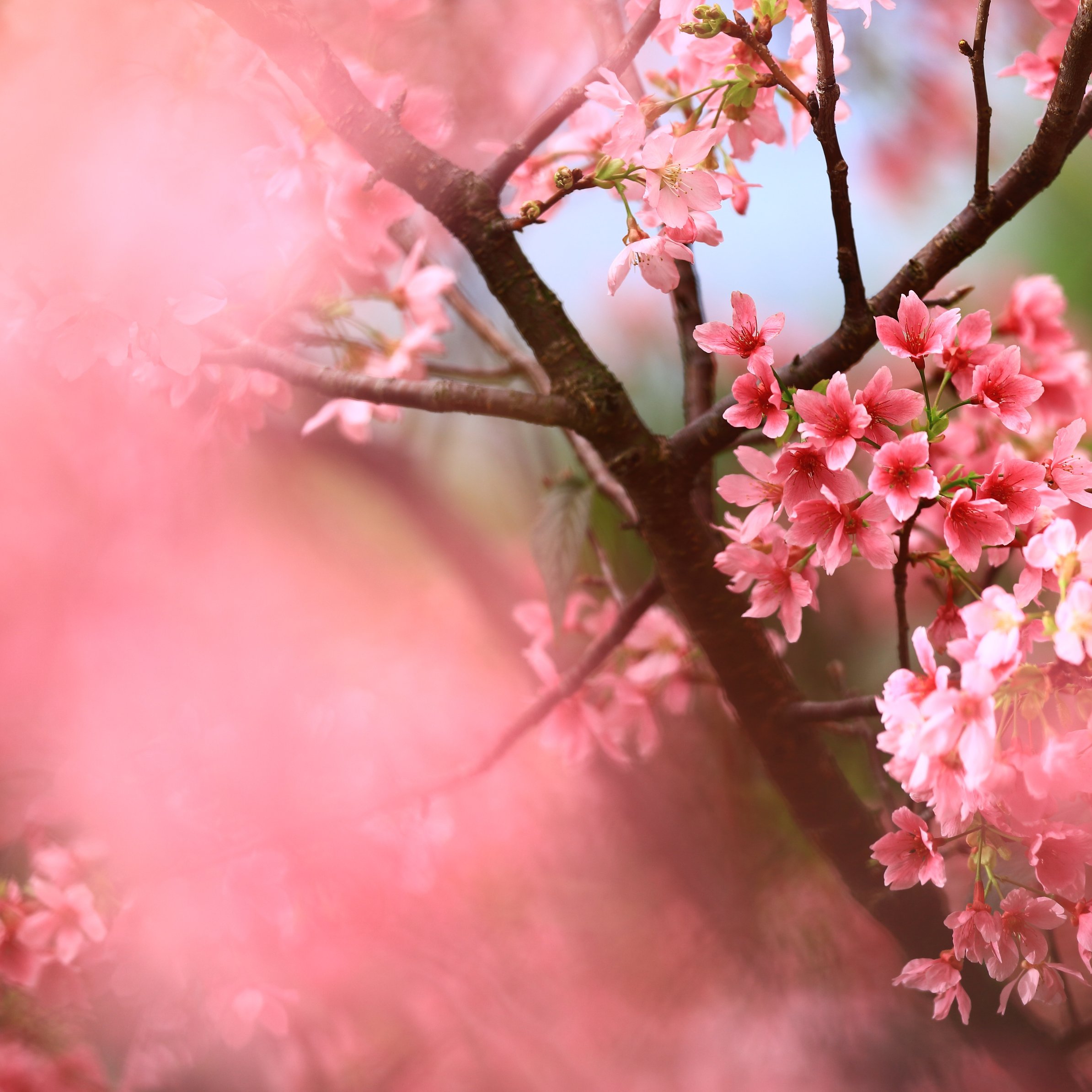 Spring Sakura Blossom Close-Up - Wallpapers for iPad Pro 11″ in 2388x2388 resolution