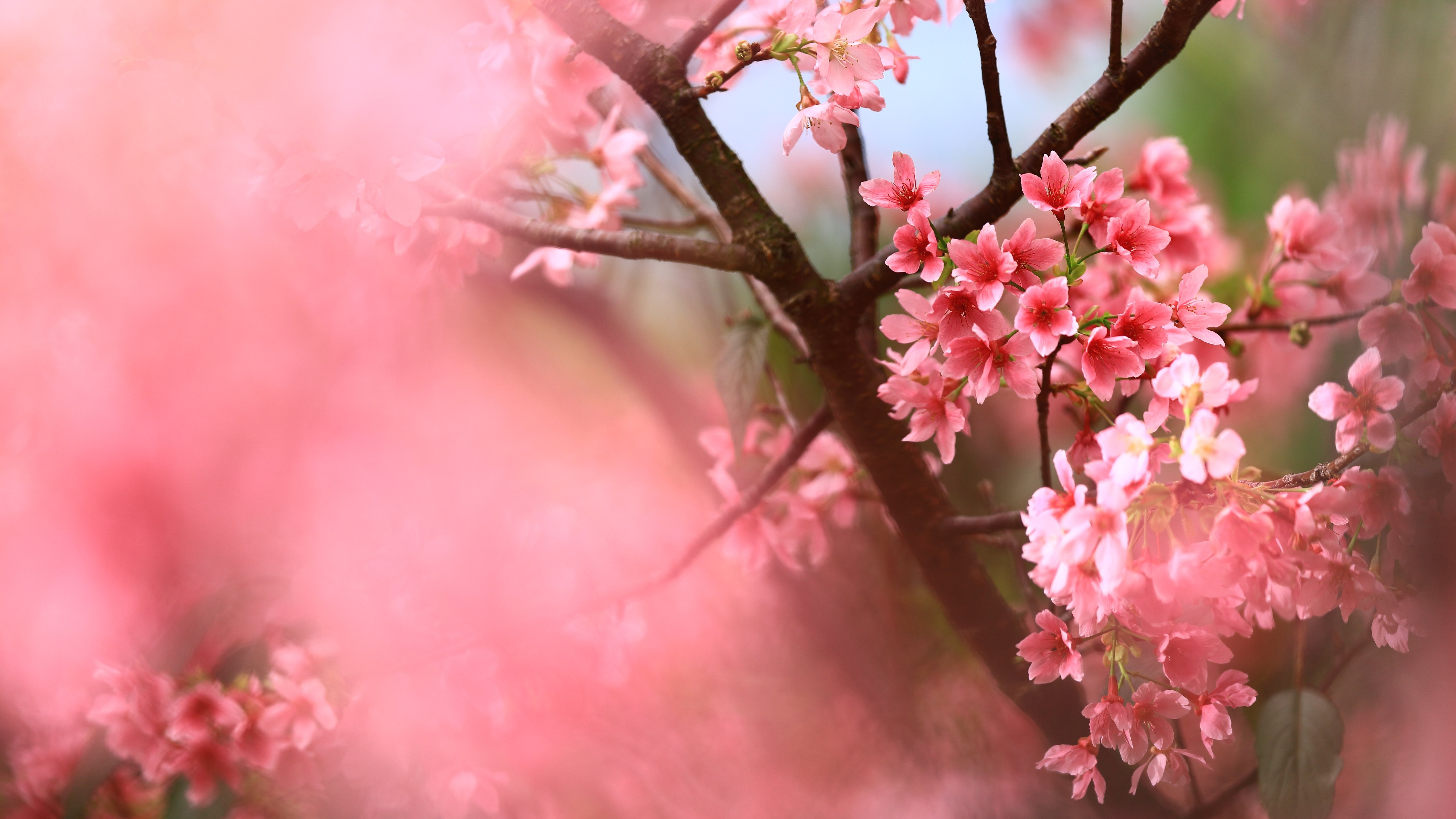 Spring Sakura Blossom Close-Up - 5K wallpapers in 5120x2880 resolution