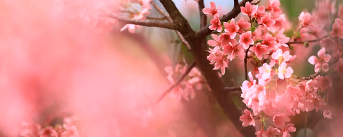 UltraWide 21:9 wallpapers (2560x1080): sakura, spring, branch, petals