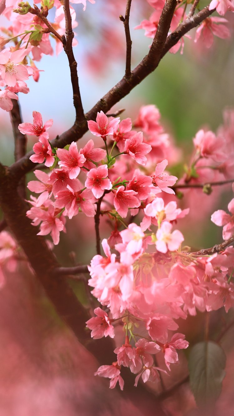 Spring Sakura Blossom Close-Up - Wallpapers for iPhone 6/6S/7/8/SE2/SE3 in 750x1334 resolution