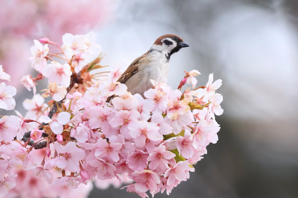 Sparrow on a pink sakura tree — desktop and phone wallpaper, free download