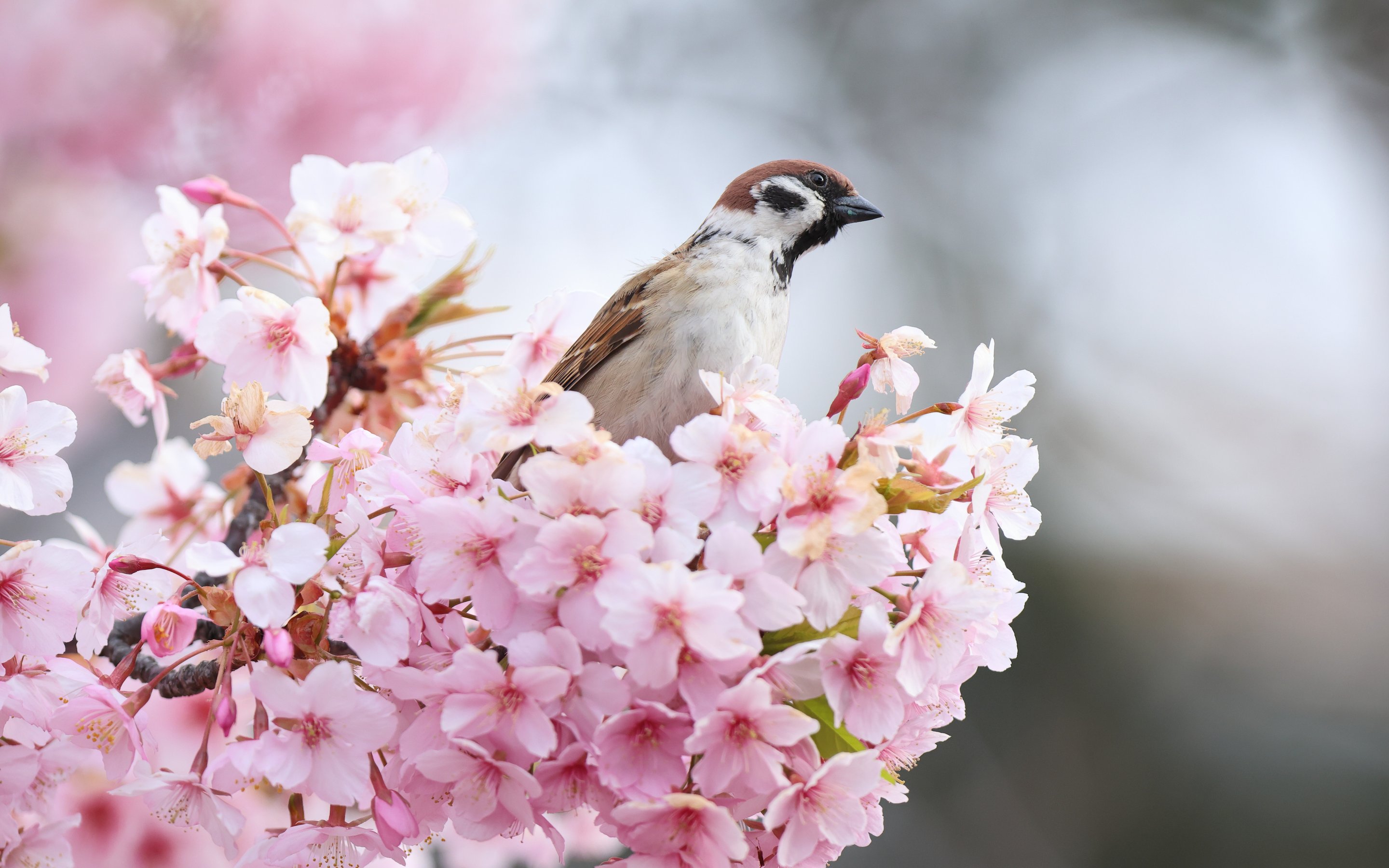 Sparrow on a pink sakura tree - Wallpapers for Apple MacBook 15″ in 2880x1800 resolution