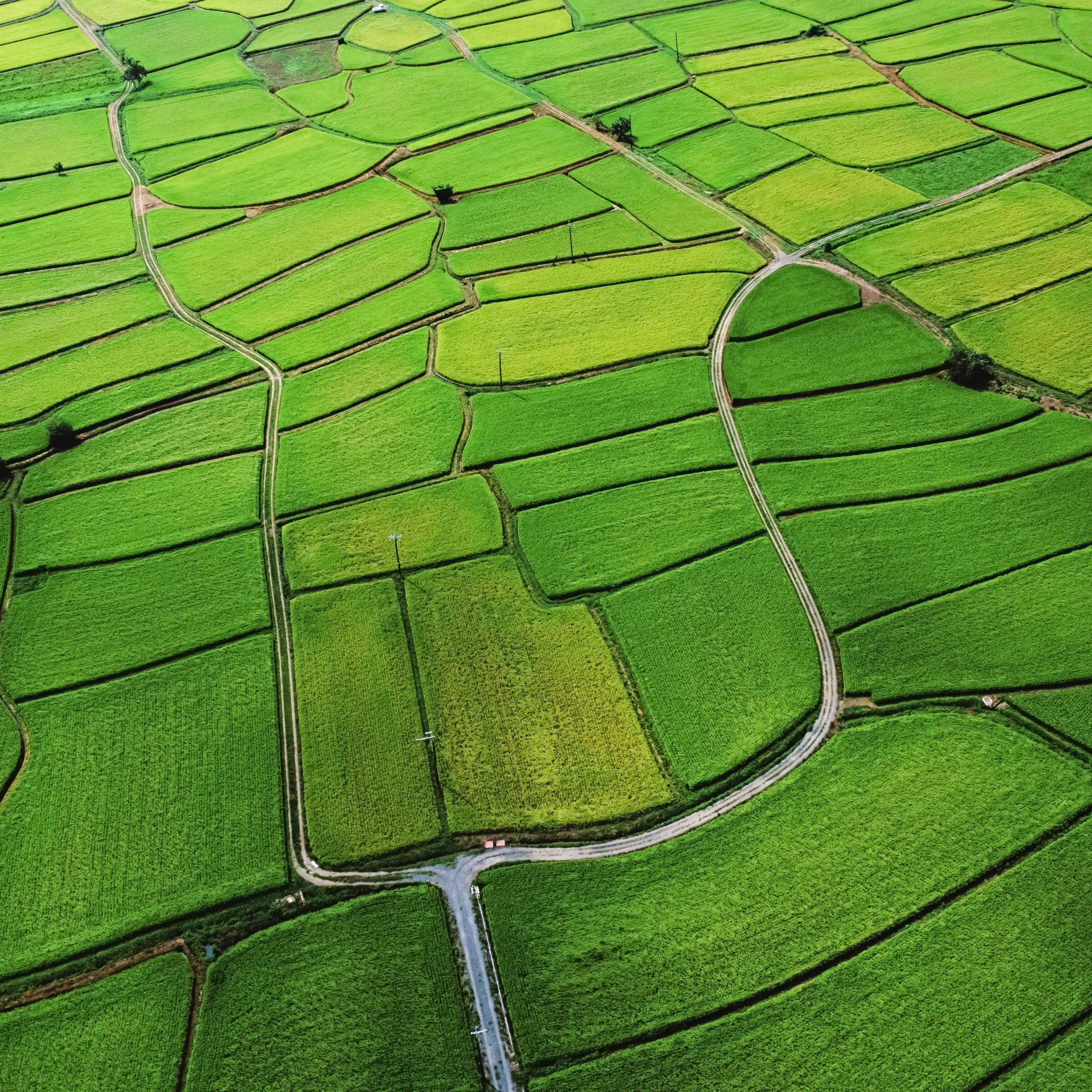 Emerald Rice Fields in Summer Panorama - Wallpapers for iPad Pro 13″ in 2752x2752 resolution