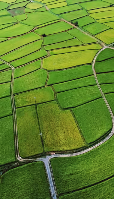 Nature wallpapers: rice fields, Asia, summer, field