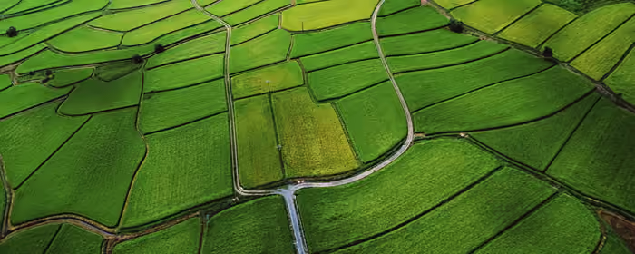 UltraWide 21:9 wallpapers (3440x1440): rice fields, Asia, summer, field