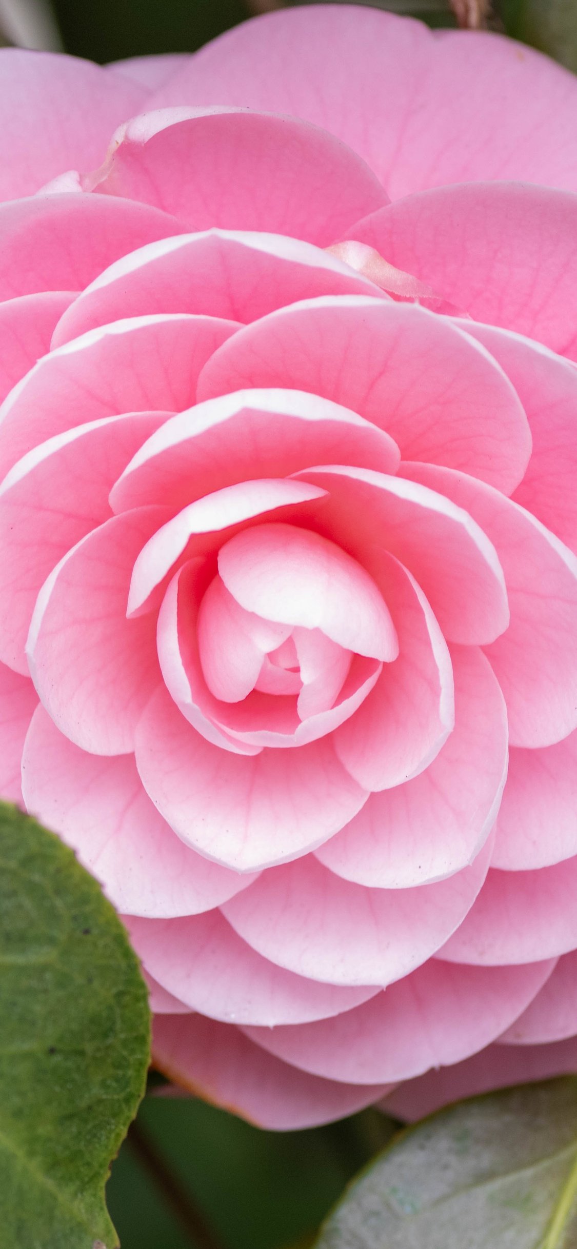 Pink Camellia Bloom in Spring - Wallpapers for iPhone X/XS/11 Pro in 1125x2436 resolution