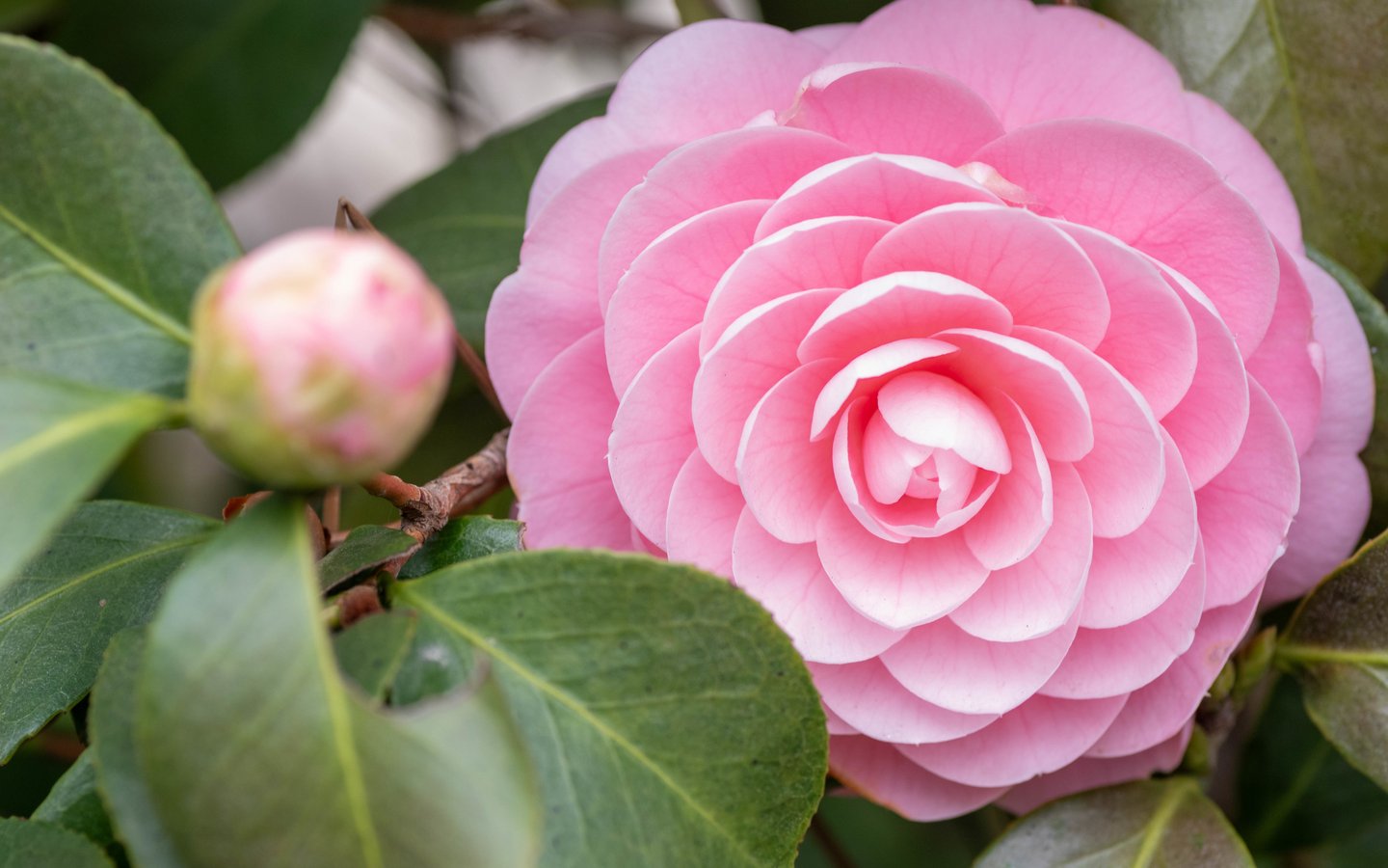 Pink Camellia Bloom in Spring - WSXGA wallpapers in 1440x900 resolution