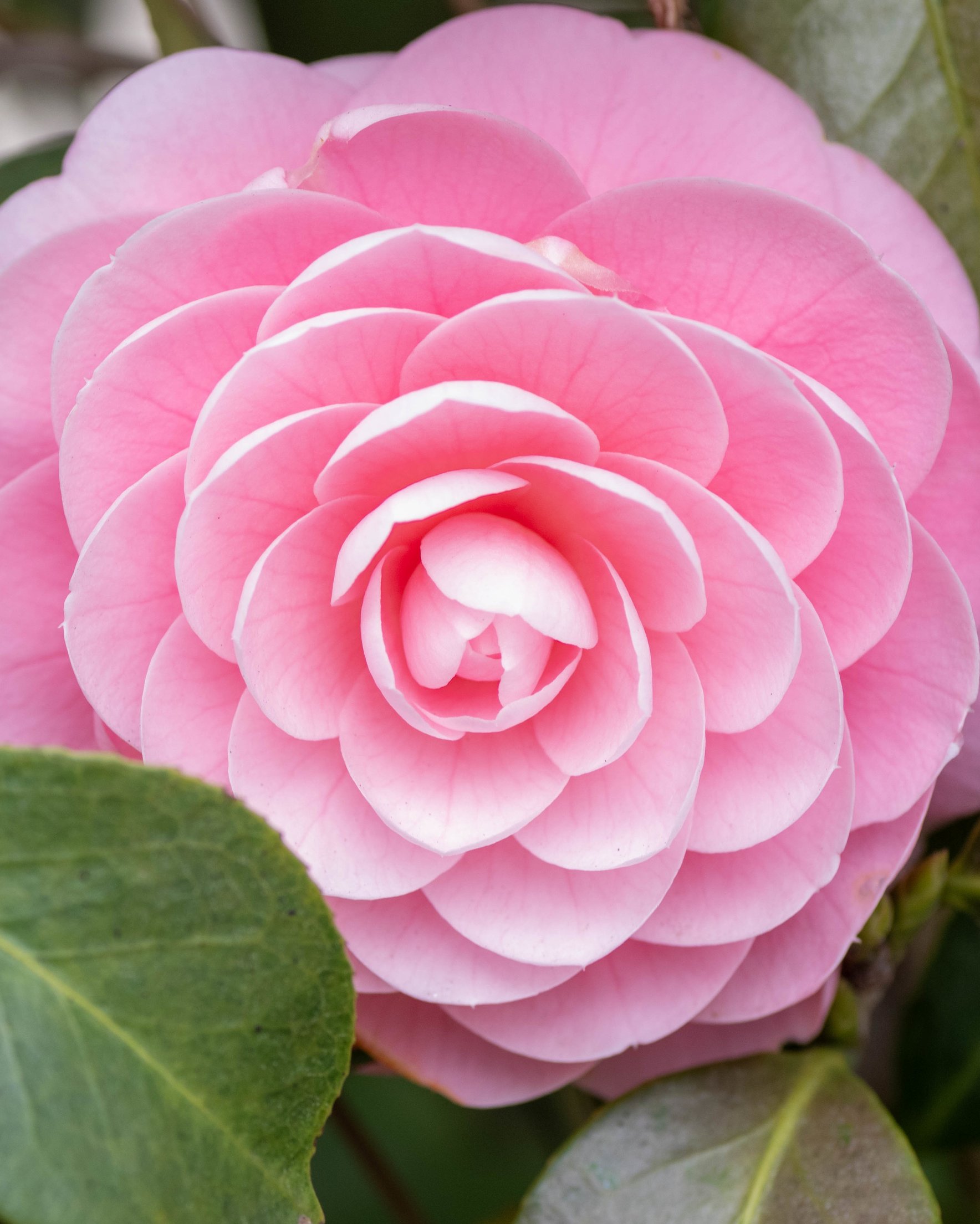 Pink Camellia Bloom in Spring - Wallpapers for Samsung Galaxy Z Fold 2/3 in 1768x2208 resolution