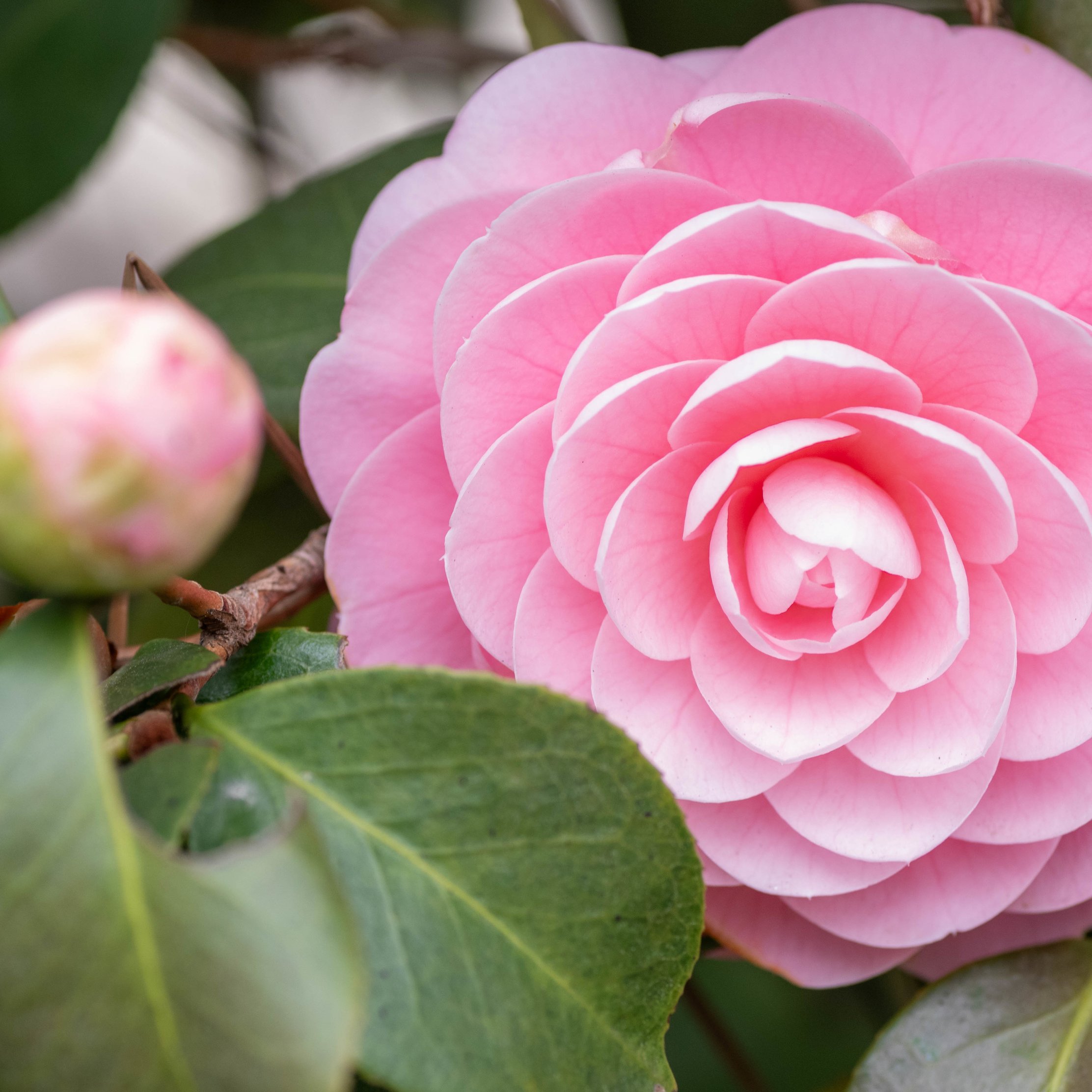 Pink Camellia Bloom in Spring - Wallpapers for iPad Pro 10.5″ in 2224x2224 resolution