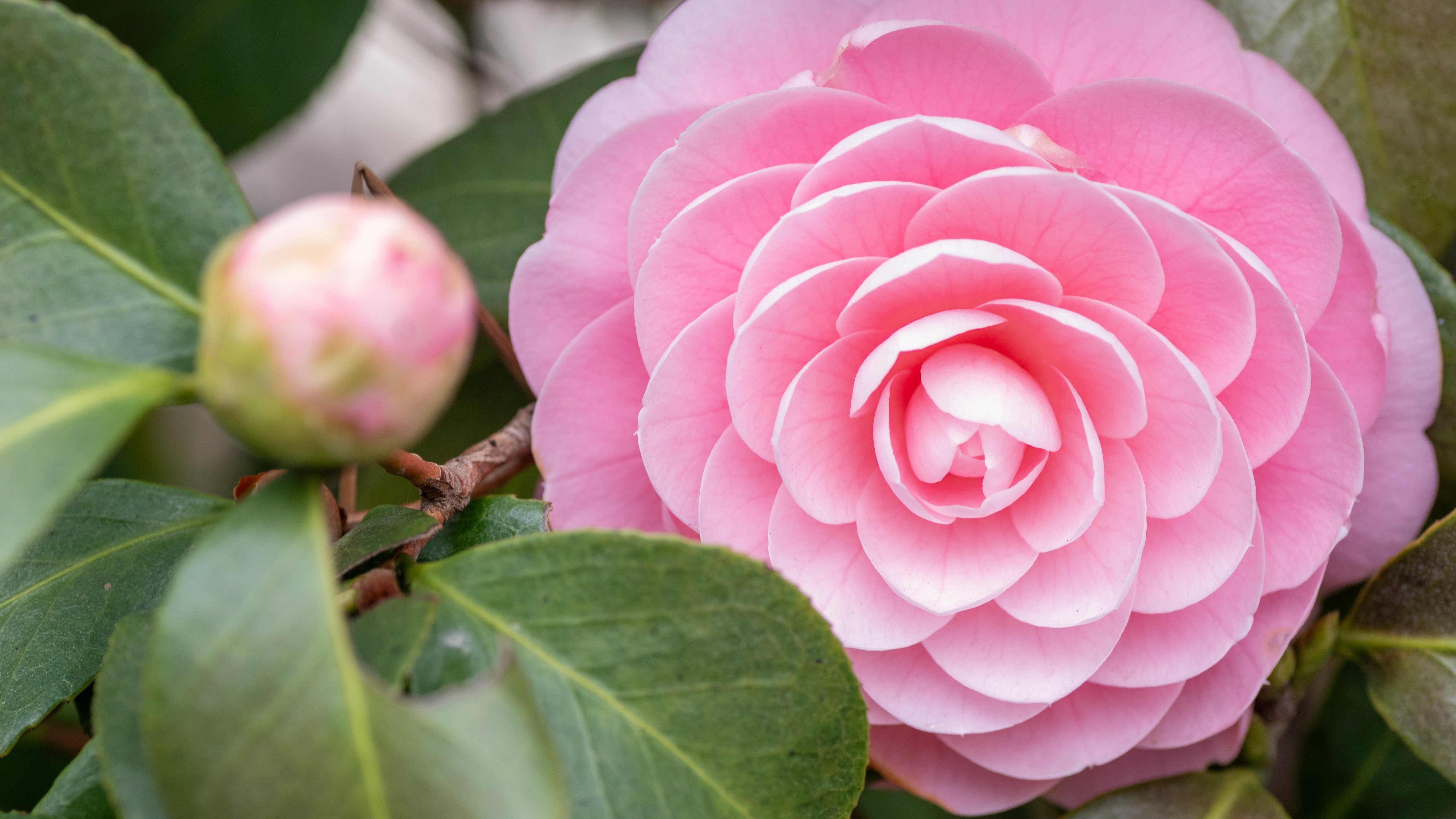 Pink Camellia Bloom in Spring - 5K wallpapers in 5120x2880 resolution
