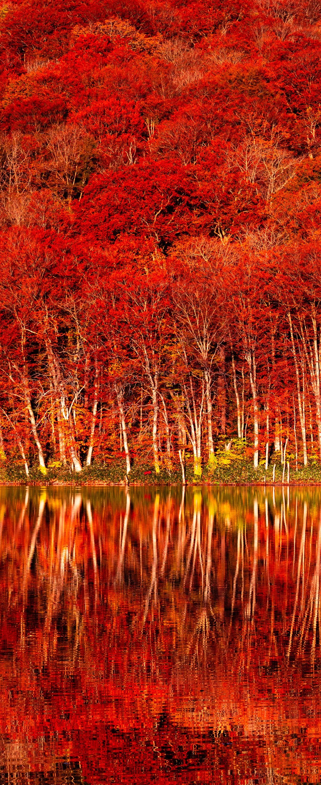 Trees with red foliage in autumn - Wallpapers for Samsung Galaxy Z Flip6, Motorola Razr 2025 in 1080x2640 resolution