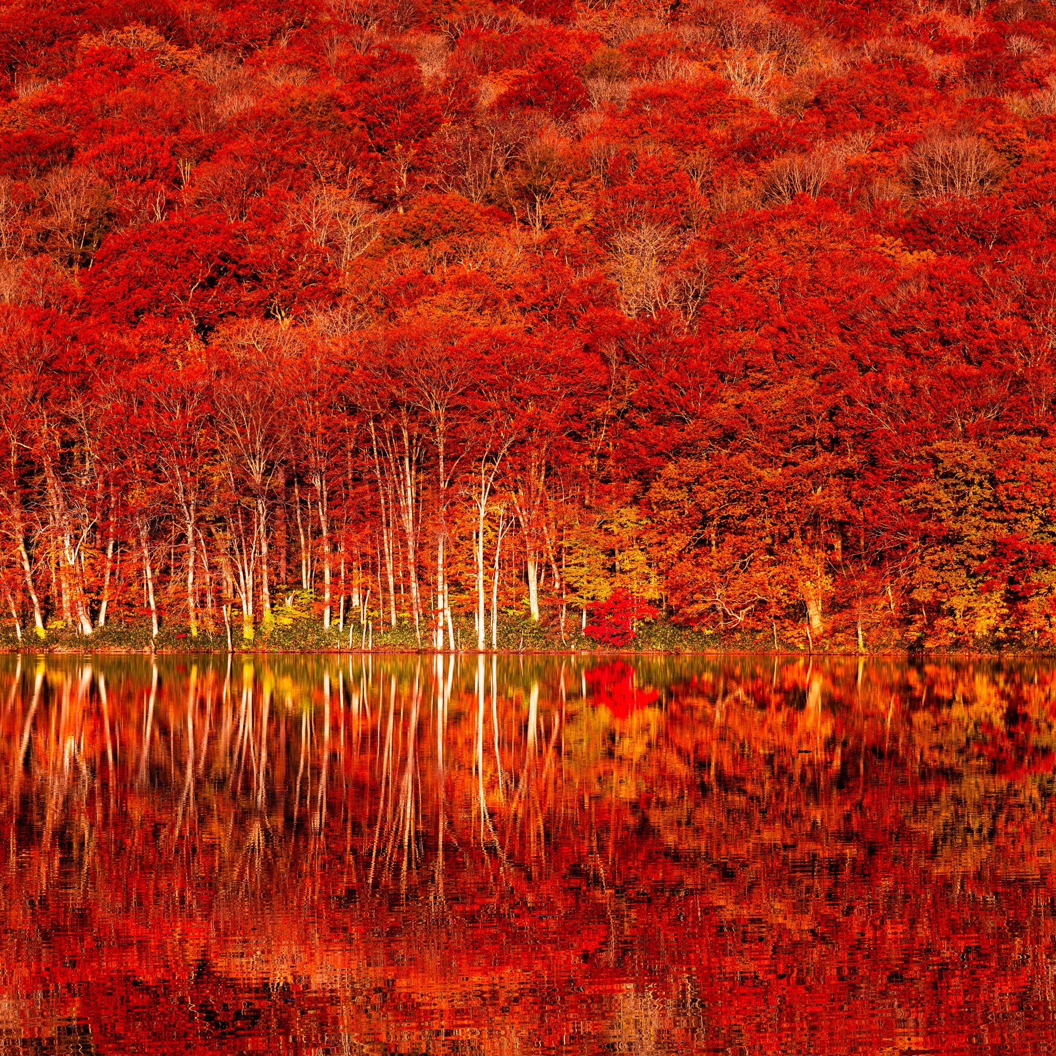 Trees with red foliage in autumn - Wallpapers for iPad 10.2″ in 2160x2160 resolution