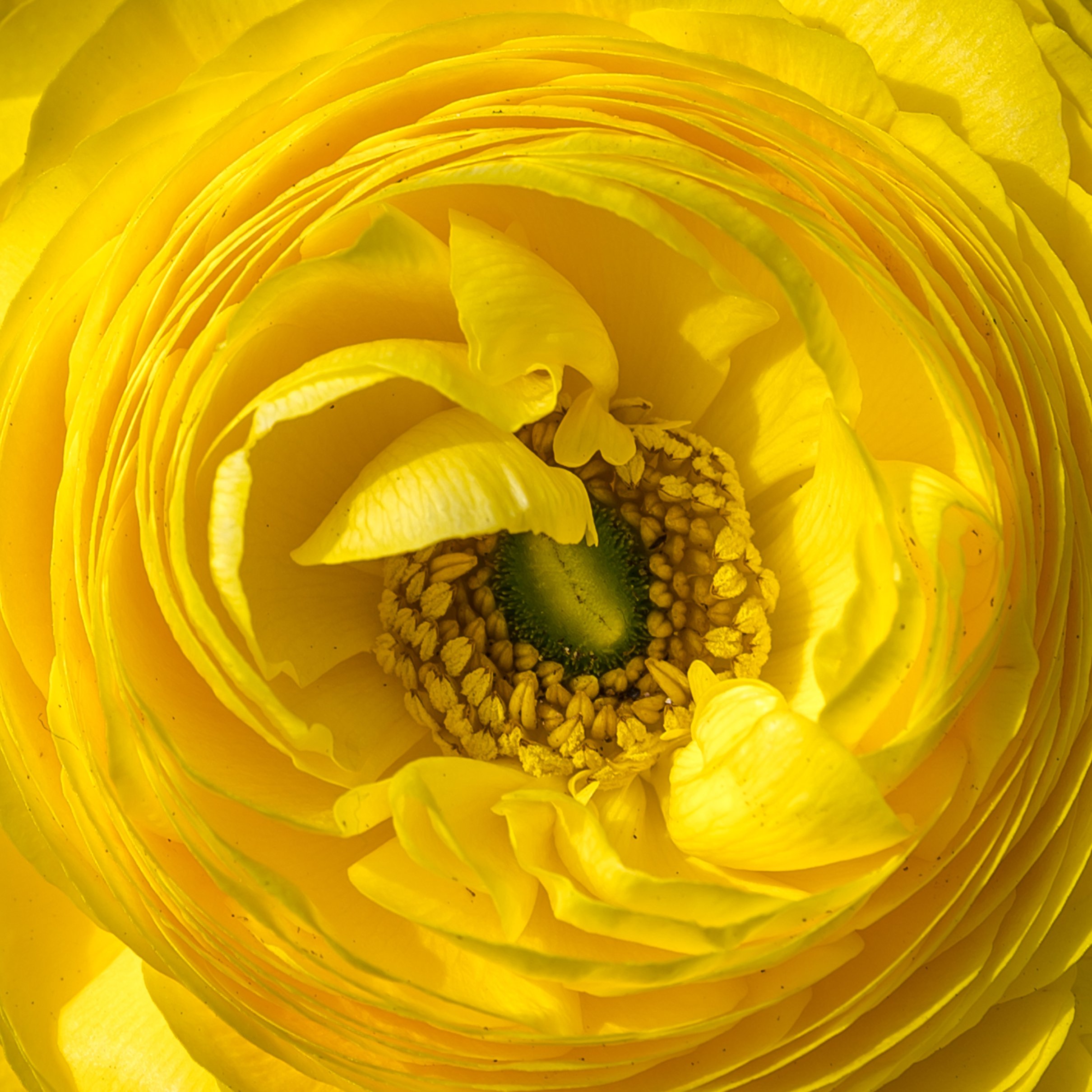 Yellow Ranunculus Macro Blossom - Wallpapers for iPad Pro 11″ 2024 in 2420x2420 resolution