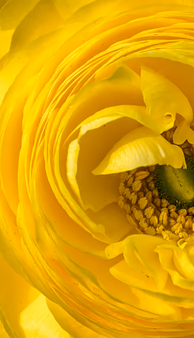 Nature wallpapers: ranunculus, spring, flowers, macro