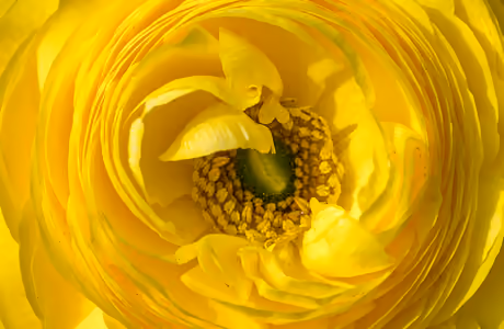 WUXGA Ranunculus wallpapers (1920x1200): ranunculus, spring, flowers, macro
