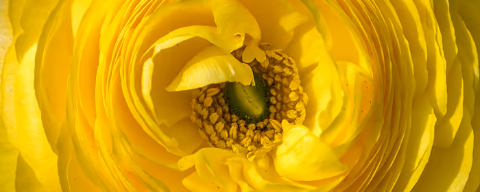 UltraWide 21:9 Ranunculus wallpapers (2560x1080): ranunculus, spring, flowers, macro