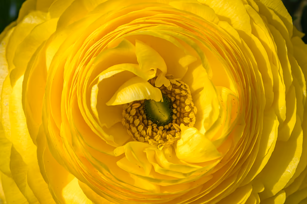 Yellow Ranunculus Macro Blossom - Wallpapers for Samsung Galaxy A03s, Xiaomi Redmi 7A, POCO C3 in 720x1440 resolution
