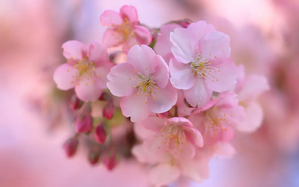 Sakura flowers with pink petals — desktop and phone wallpaper, free download