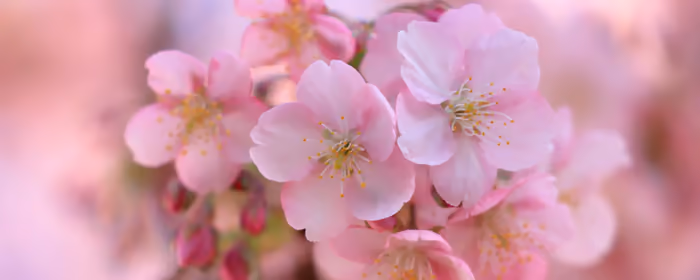 Sakura wallpapers for UltraWide 21:9 monitors (2560x1080): spring, sakura, cherry blossoms, flowers