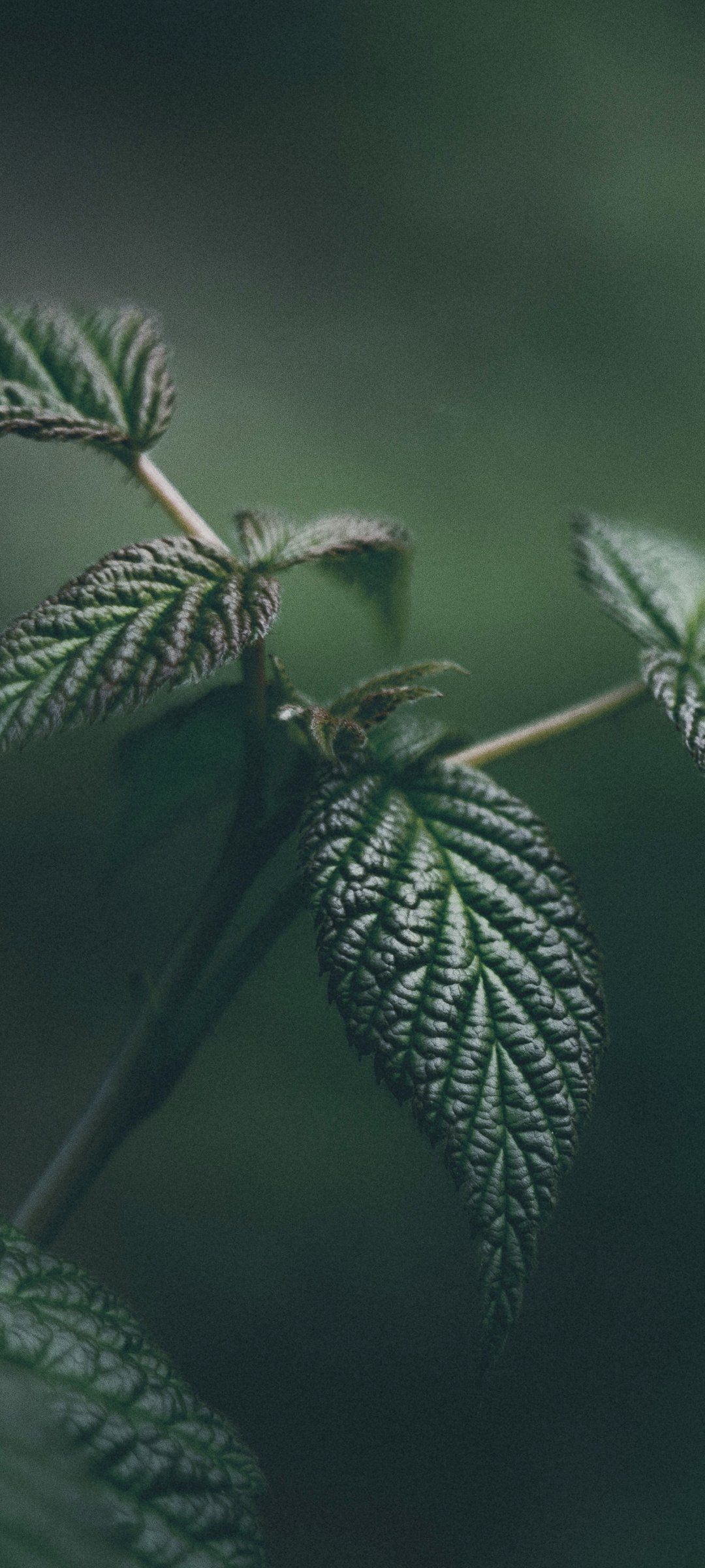 Green leaves in macro - Wallpapers for Samsung Galaxy M55, POCO M4/X4/X5, Xiaomi Redmi 12/13/Note 13/Note 14/Note 14S in 1080x2400 resolution
