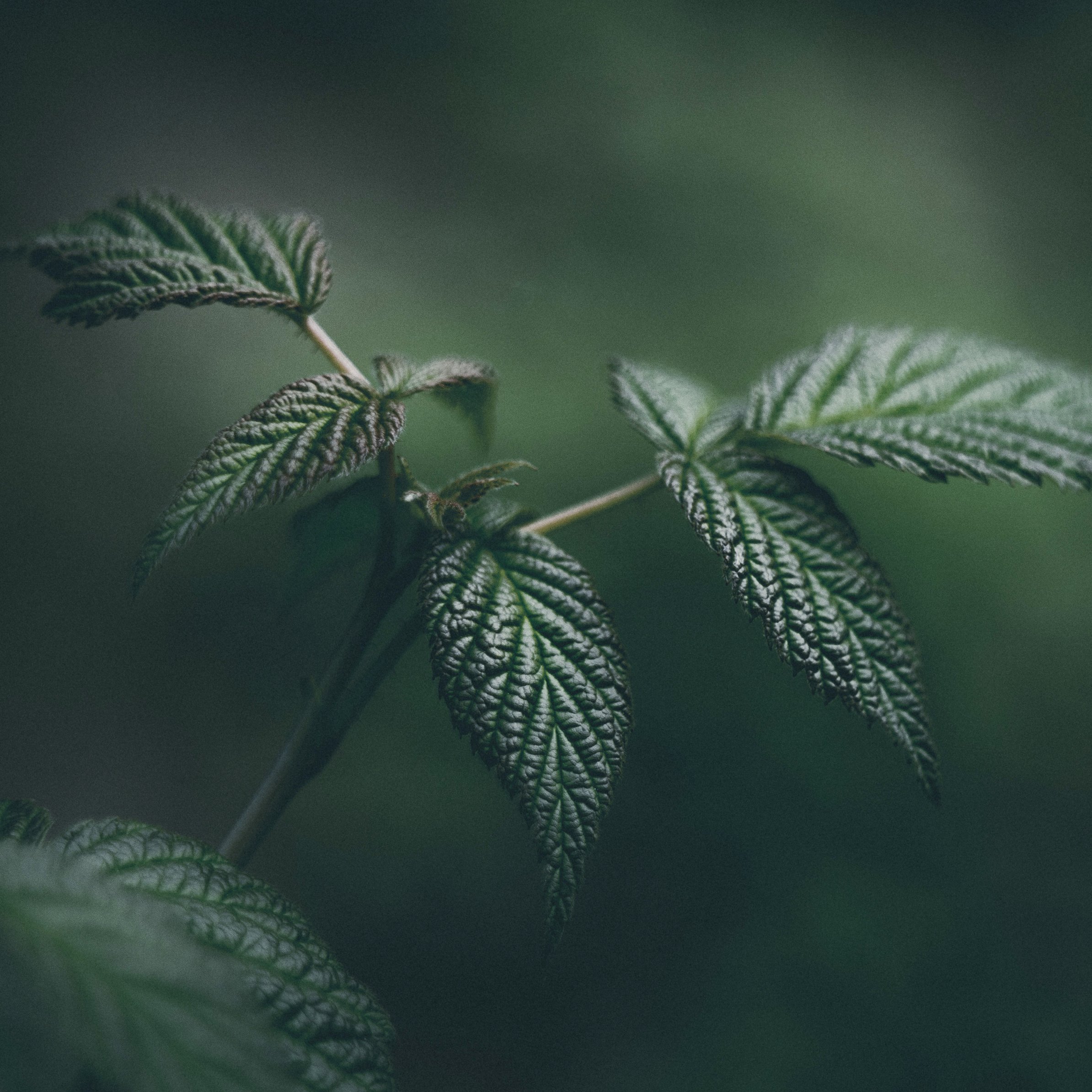 Green leaves in macro - Wallpapers for iPad Pro 11″ in 2388x2388 resolution