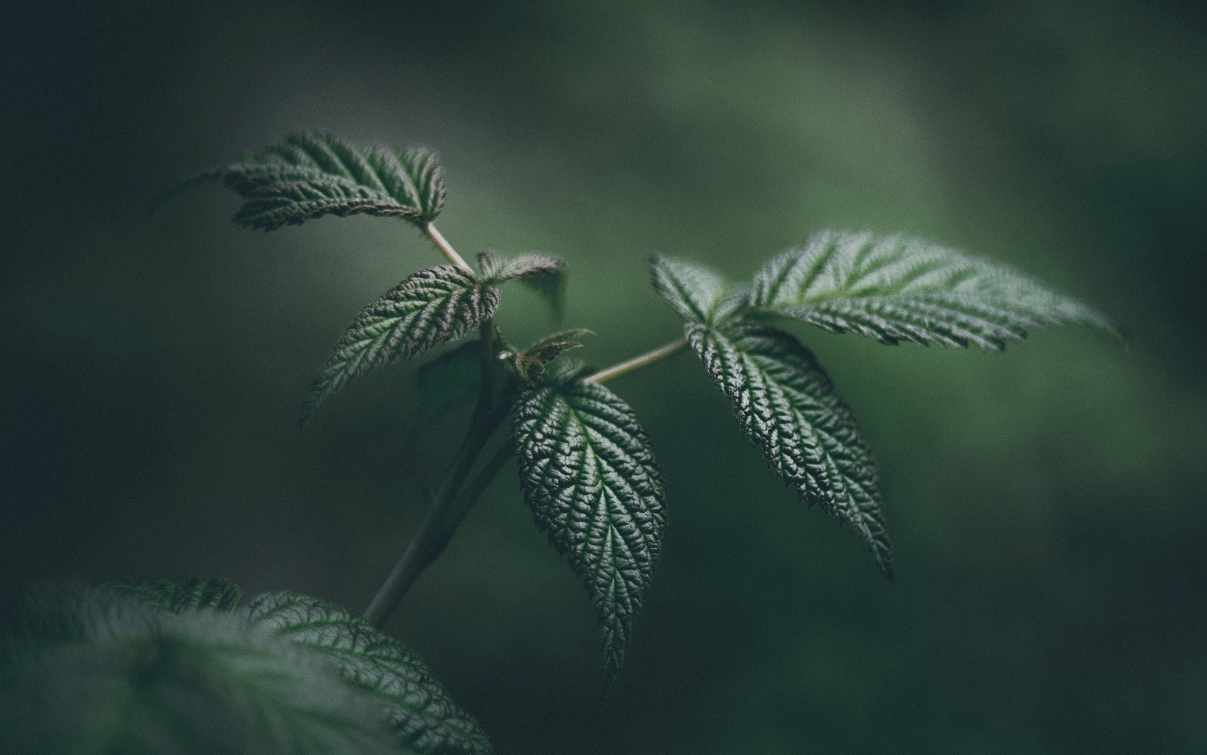 Green leaves in macro - Wallpapers for MacBook Neo in 2408x1506 resolution