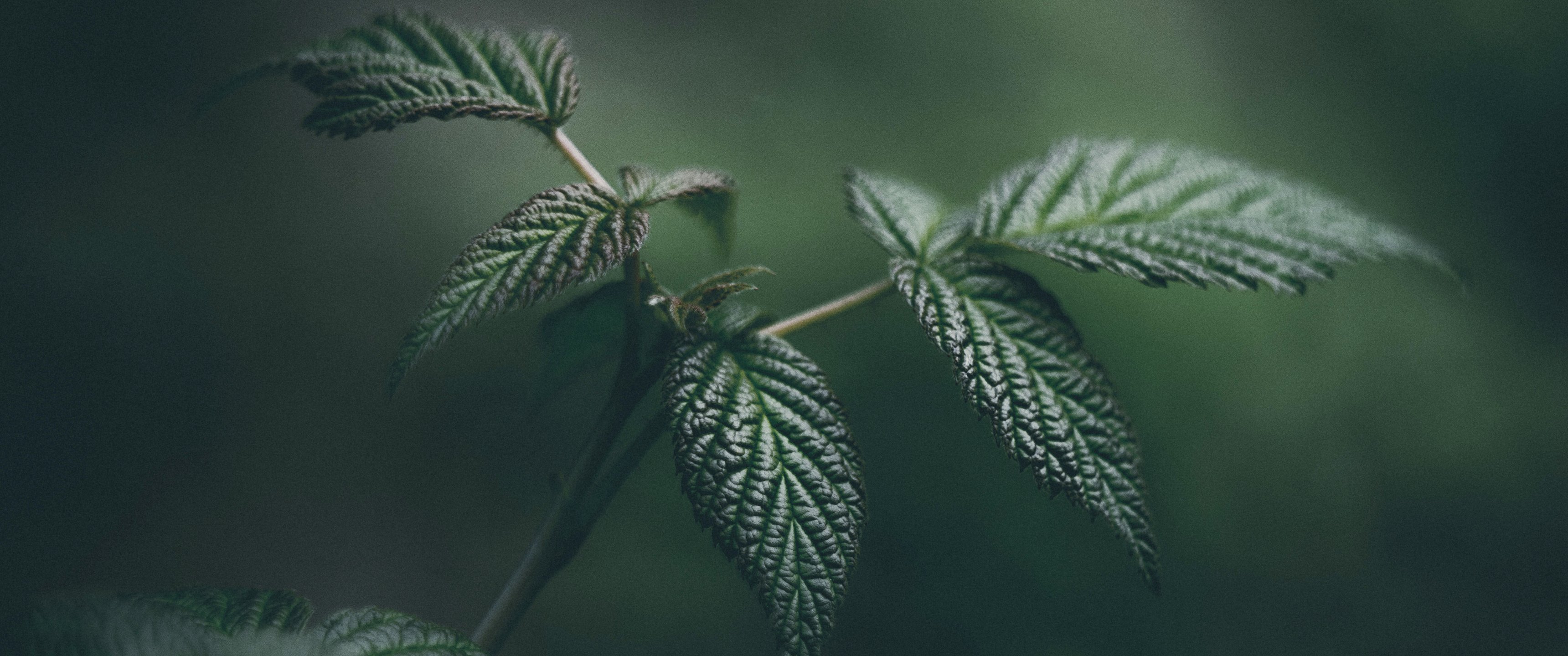 Green leaves in macro - UltraWide 21:9 wallpapers in 3440x1440 resolution