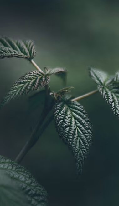 Nature wallpapers: leaves, macro, greenery, branch