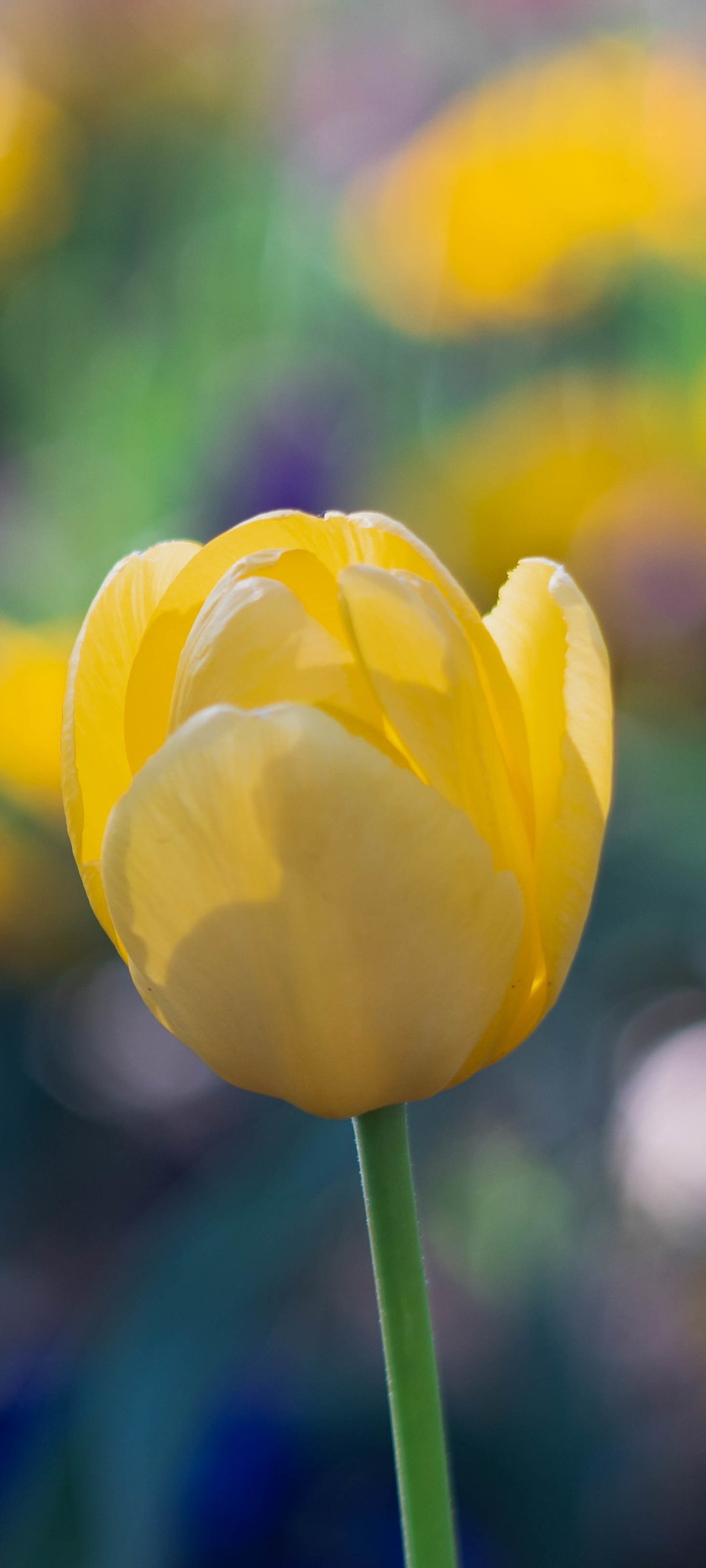 Yellow Tulips in Spring Field - Wallpapers for Samsung Galaxy M55, POCO M4/X4/X5, Xiaomi Redmi 12/13/Note 13/Note 14/Note 14S in 1080x2400 resolution