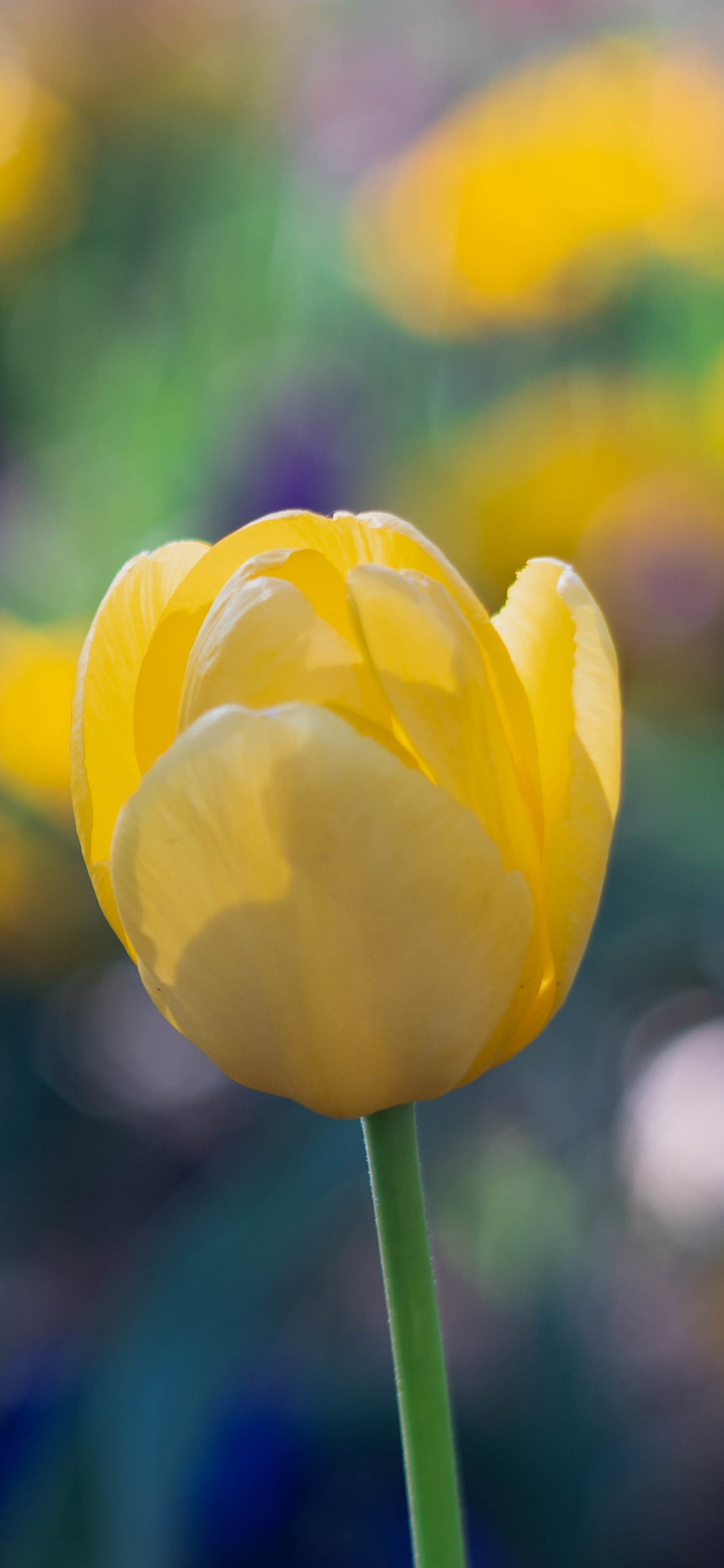 Yellow Tulips in Spring Field - Wallpapers for iPhone 13 Pro Max/12 Pro Max/14 Plus in 1284x2778 resolution