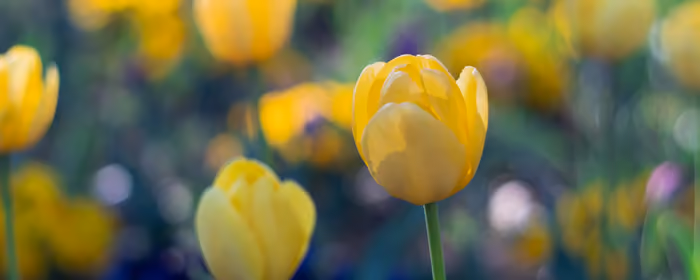 Nature wallpapers: tulip, field, spring, flowers